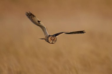 Doğal ortamında uzun kulaklı baykuş (Asio otus)