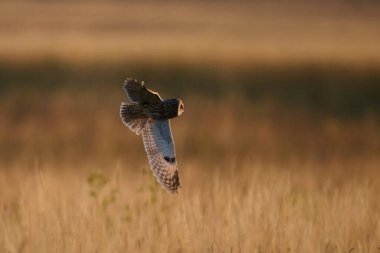 Doğal ortamında uzun kulaklı baykuş (Asio otus)