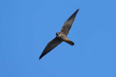 Doğal ortamında Avrasya hobisi (Falco subbuteo)