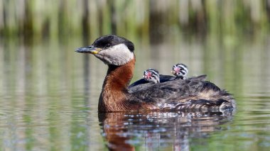 Kırmızı boyunlu yunus (Podiceps grisegena) doğal ortamında