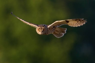 Doğal ortamında uzun kulaklı baykuş (Asio otus)