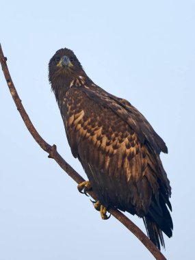 Beyaz kuyruklu kartal (Haliaeetus albicilla) doğal ortamında