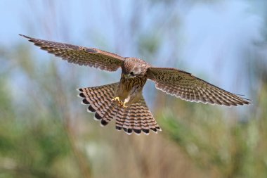 Genel kerkenez (Falco tinnunculus) doğal ortamında