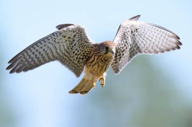 Genel kerkenez (Falco tinnunculus) doğal ortamında