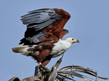 Gambiya doğal tabiatında Afrika balık kartalı