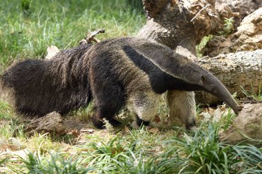 Dev karıncayiyen (Myrmecophaga tridactyla) doğal ortamında