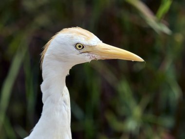 Batılı sığır balıkçıl (Bubulcus ibis) doğal ortamında