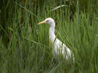 Batılı sığır balıkçıl (Bubulcus ibis) doğal ortamında