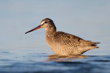 Doğal ortamında benekli redshank (Tringa erythropus)