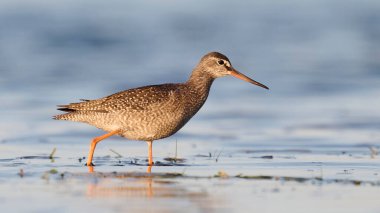 Doğal ortamında benekli redshank (Tringa erythropus)