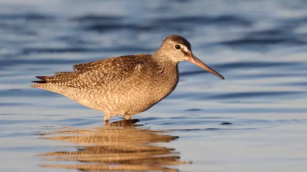 stock image Spotted redshank (Tringa erythropus) in its natural environment