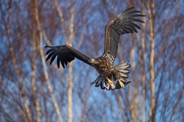 Beyaz kuyruklu kartal (Haliaeetus albicilla) doğal ortamında