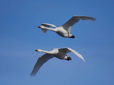 Arka plan mavi gökyüzü ile uçuş ötücü Kuğu