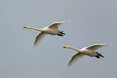 Whooper Kuğu (Cygnus cygnus) Danimarka 'daki doğal ortamında