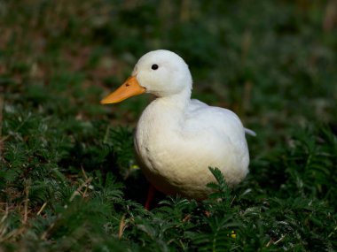 Beyaz Mallard (Anas platyrhynchos) doğal ortamında