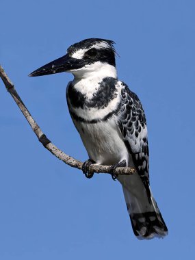 Pied Kingfisher Gambiya 'daki bir dalda dinleniyor.