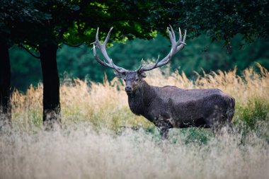 Kızıl geyik (Cervus elaphus) doğal ortamında