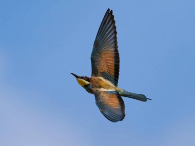 Avrupa arı yiyicisi (Merops apiaster) doğal ortamında