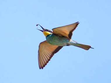 Avrupa arı yiyicisi (Merops apiaster) doğal ortamında