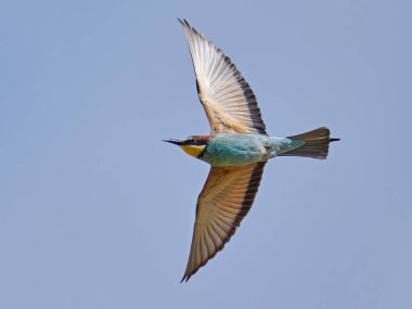 Avrupa arı yiyicisi (Merops apiaster) doğal ortamında