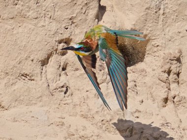 Avrupa arı yiyicisi (Merops apiaster) doğal ortamında