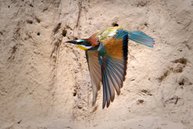 Avrupa arı yiyicisi (Merops apiaster) doğal ortamında