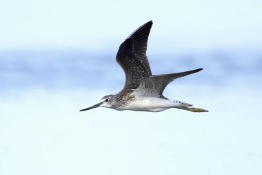 Doğal ortamında yaygın yeşillik (Tringa nebularia)