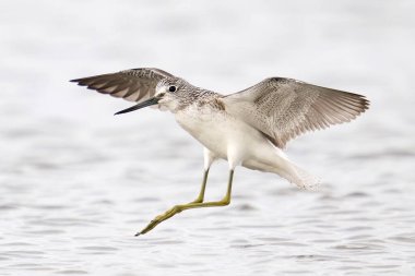 Common greenshank (tringa nebularia) in its natural environment clipart