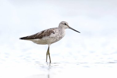 Doğal ortamında yaygın yeşillik (Tringa nebularia)
