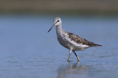 Doğal ortamında yaygın yeşillik (Tringa nebularia)