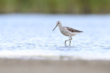 Doğal ortamında yaygın yeşillik (Tringa nebularia)