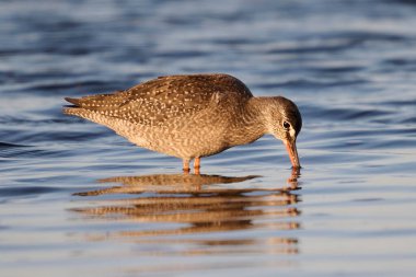 Spotted redshank (Tringa erythropus) in its natural environment clipart