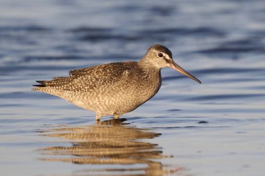 Doğal ortamında benekli redshank (Tringa erythropus)