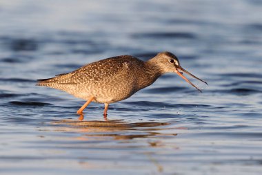 Doğal ortamında benekli redshank (Tringa erythropus)