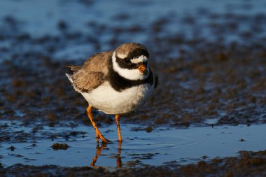Doğal ortamında yaygın halkalı yağmurluk.