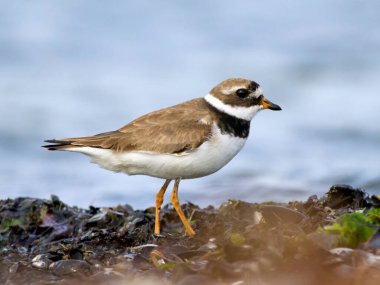 Doğal ortamında yaygın halkalı yağmurkuşu (Charadrius hiaticula)
