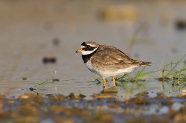 Doğal ortamında yaygın halkalı yağmurkuşu (Charadrius hiaticula)