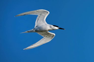 Doğal ortamında sandiviç tern (Thalasseus sandvicensis)