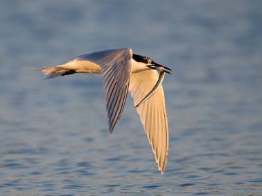 Doğal ortamında sandiviç tern (Thalasseus sandvicensis)