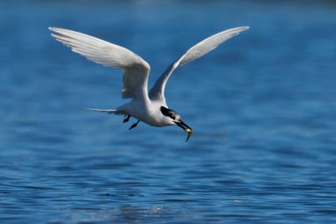 Doğal ortamında sandiviç tern (Thalasseus sandvicensis)