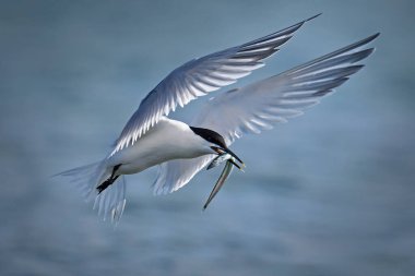 Danimarka 'daki doğal ortamında sandviç kabuğu.