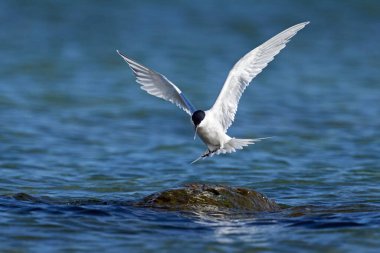 Danimarka 'daki doğal ortamında sandviç kabuğu.