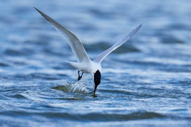 Danimarka 'daki doğal ortamında sandviç kabuğu.