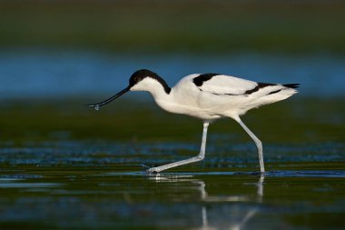 Pied avocet (Recurvirostra avosetta) doğal ortamında