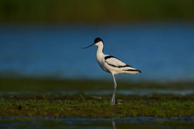 Pied avocet (Recurvirostra avosetta) doğal ortamında