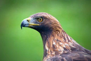 Altın kartal (Aquila chrysaetos) doğal ortamında