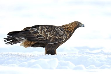 Golden eagle in its natural environment