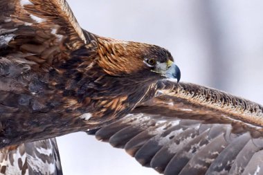 Golden eagle in its natural environment