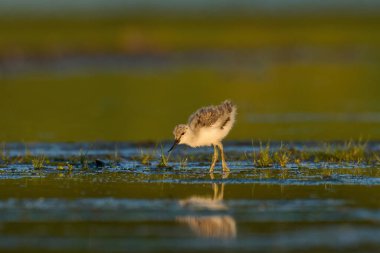 Pied avocet yavrusu (Recurvirostra avosetta) doğal ortamında