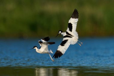 Pied avocet (Recurvirostra avosetta) doğal ortamında